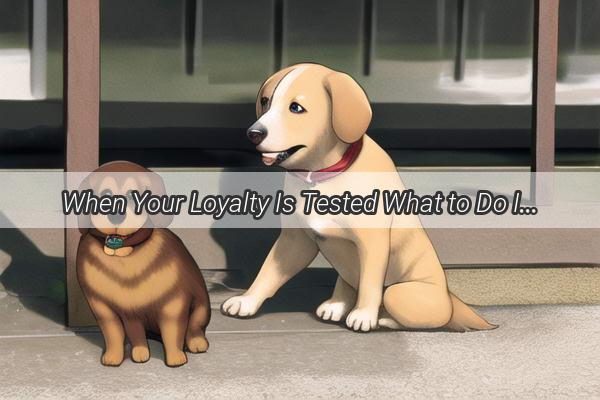 When Your Loyalty Is Tested What to Do If Your Dog Is Rejected by Its Owner